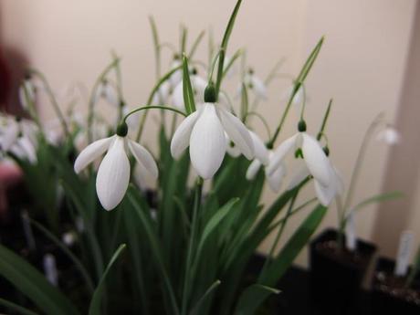 Galanthus 'Fly Fishing'