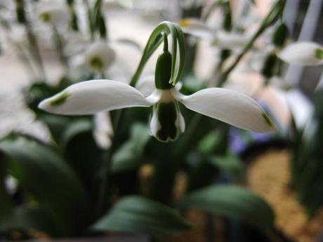 Galanthus 'Big Bertha'