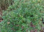 Berberis Congestiflora