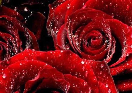 Shower of Roses