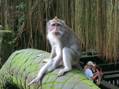 things to do ubud monkey