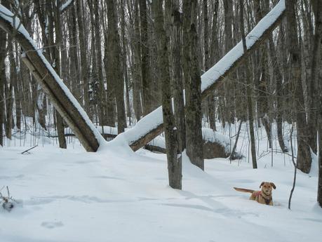 Winter Scenes