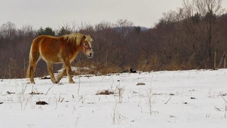 Pretty-Horse-in-Manchester-Vermont