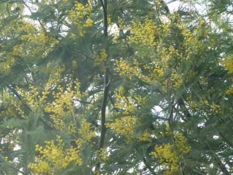 Sheltered Side of Mimosa Tree in flower