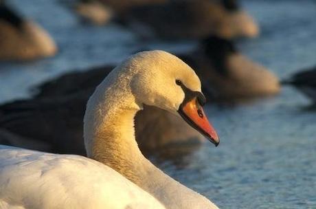 New Yorkers in Uproar Over Planned Mass-Killing of Swans