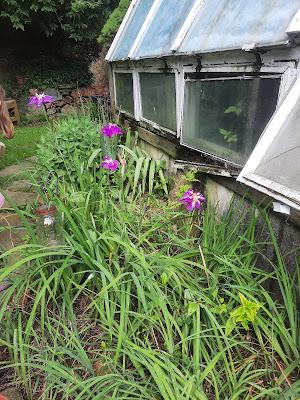 Japanese Iris