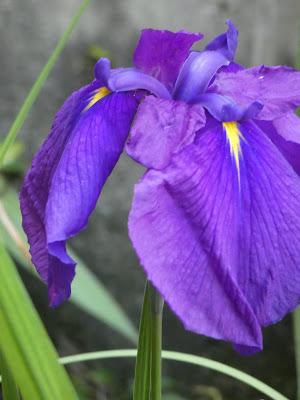 Japanese Iris