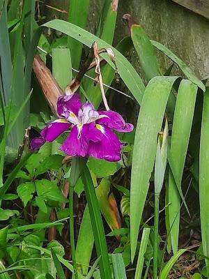 Japanese Iris