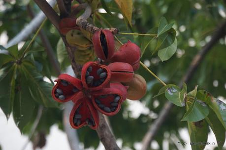 Chestnut - what ?? - Seven Sisters and more !!