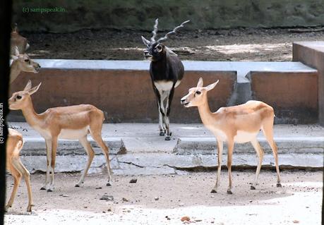 Black Buck !! ~ ஓ மானே மானே மானே.. உன்னைத்தானே Black Buck !! ~ ஓ மானே மானே மானே.. உன்னைத்தானே