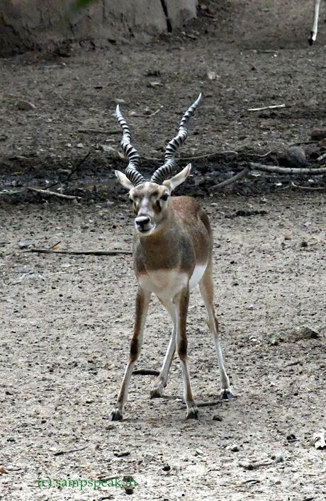 Black Buck !! ~ ஓ மானே மானே மானே.. உன்னைத்தானே Black Buck !! ~ ஓ மானே மானே மானே.. உன்னைத்தானே