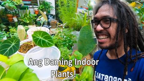indoor plants,best indoor plants for clean air,best indoor plants for beginners,best indoor plants,garden inside apartment,garden inside home,plants for condo,no light plants indoor,no light plants for bathroom,no light plants,rare sansevieria,sansevieria plant,sansevieria cylindrica,whale fin sansevieria,indoor plant stores near me,Indoor Plant Mandaluyong,urban deca tower mandaluyong,urban deca tower edsa,condo living,indoor plants without sunlight