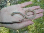 Giant Earthworms Have Transformed Isle Landscape