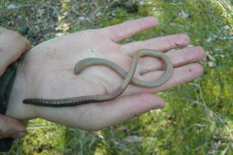 man's hand open with huge earthworm on palm, green grass in the background