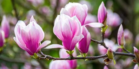 Magnolia: Benefits, Uses, Caution, And How To Make Magnolia Flower Tea