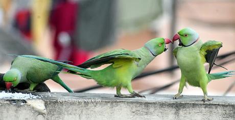 Life lessons from Parrots Life lessons from Parrots