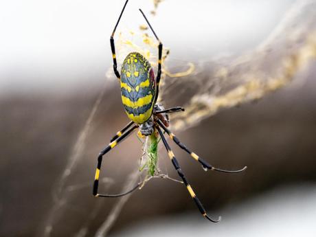 Wary of giant, parachuting Joro spiders?  Here’s what you need to know.