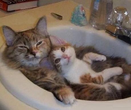 2 Cats Resting in a Sink