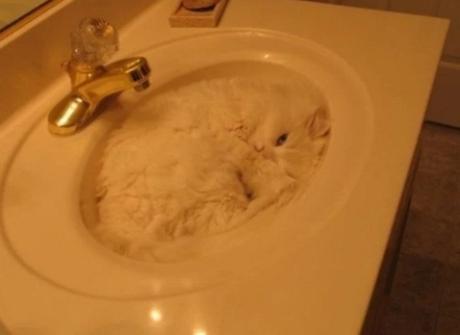 White Cat Asleep in Sink