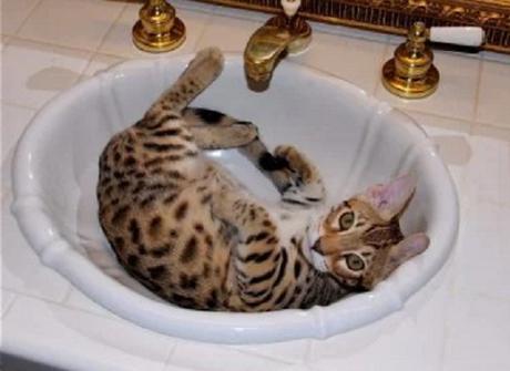 Spotted Cat in a Sink