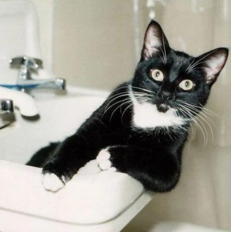 Black Cat in a Sink