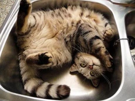 Upside Down cat in a Sink