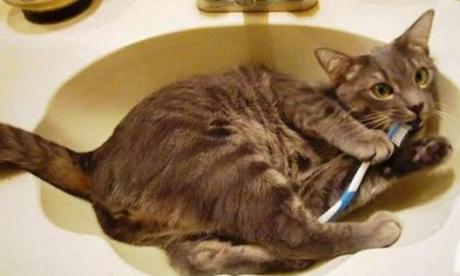 Cat in Sink Playing With a Tooth Brush