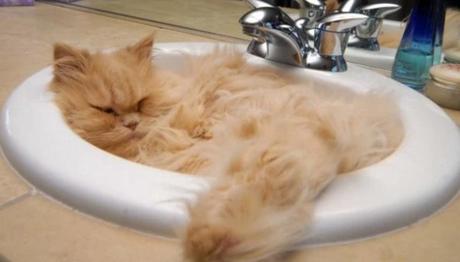 Big Fluffy Cat Asleep in a Sink