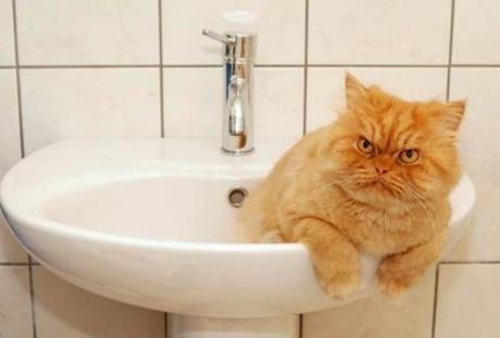 Angry Ginger cat in a Sink