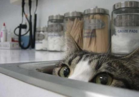 Cat Hiding in a Sink