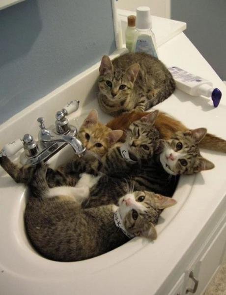 5 Cats in a Sink