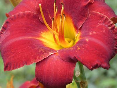 June Means Daylilies