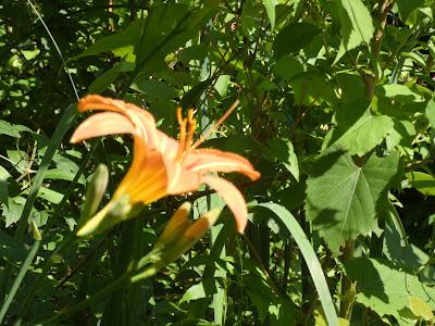 June Means Daylilies