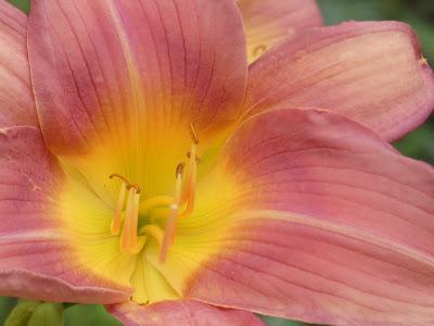 June Means Daylilies