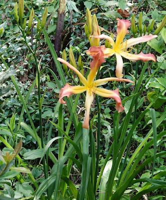 June Means Daylilies