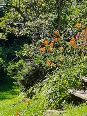 June Means Daylilies