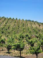 The Pre-Industrial Approach to Farming at Ridge Vineyards at Lytton Springs Estate