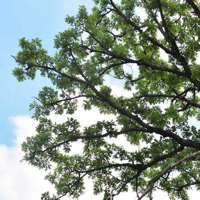 South Dakota Tree-Following: le Chêne à gros acorn