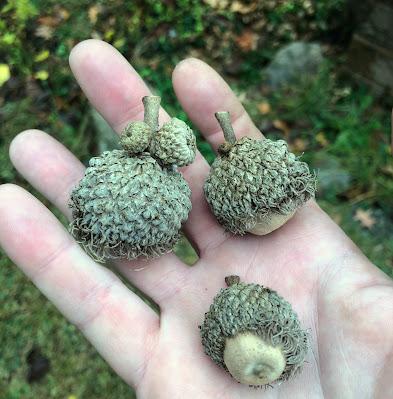 South Dakota Tree-Following: le Chêne à gros acorn