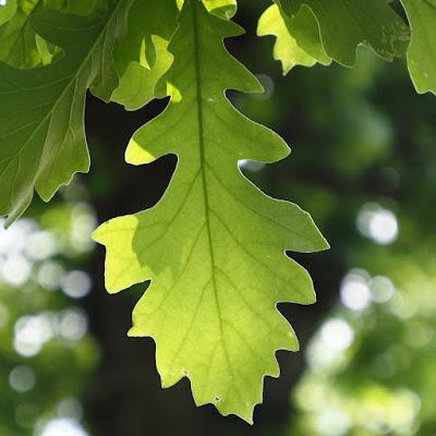 South Dakota Tree-Following: le Chêne à gros acorn