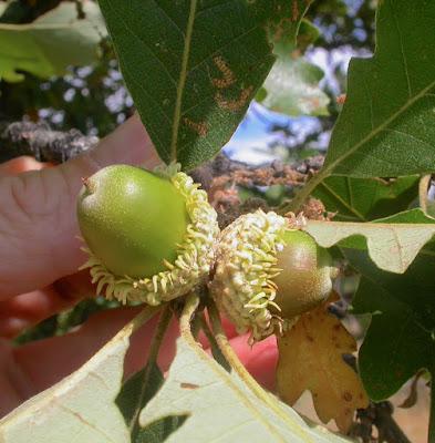 South Dakota Tree-Following: le Chêne à gros acorn