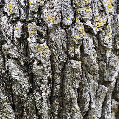 South Dakota Tree-Following: le Chêne à gros acorn