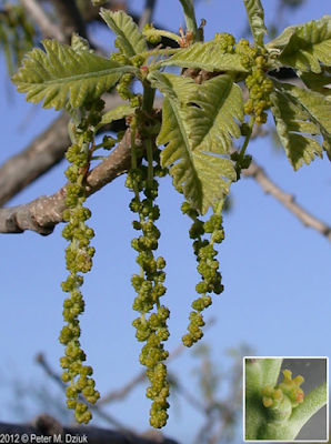 South Dakota Tree-Following: le Chêne à gros acorn