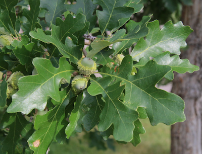 South Dakota Tree-Following: le Chêne à gros acorn