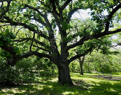 South Dakota Tree-Following: le Chêne à gros acorn