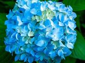 Hydrangeas