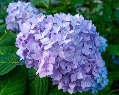 Hydrangeas