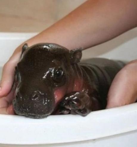 Pygmy hippopotamus in a Sink