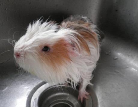 Guinea pig in a Sink