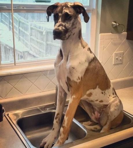 Great Dane in a Sink